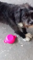 Doguinho
