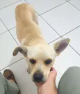 Caramelo