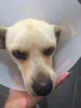 Caramelo