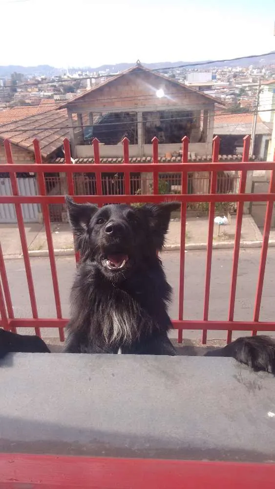 Cachorro raça Vira lata idade 2 anos nome Gogo
