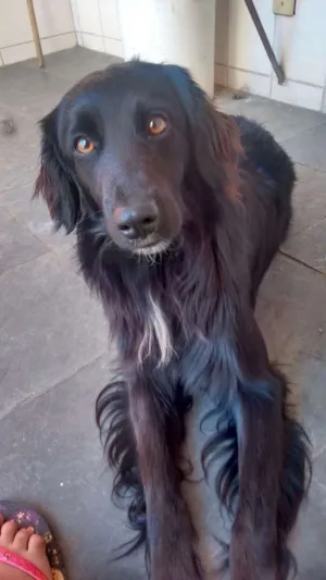 Cachorro raça Vira lata idade 2 anos nome Gogo
