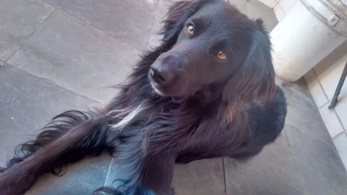Cachorro raça Vira lata idade 2 anos nome Gogo