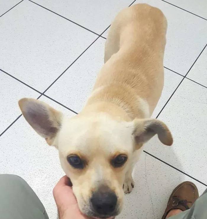 Cachorro ra a SRD idade 1 ano nome Caramelo