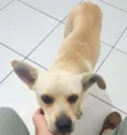 Caramelo