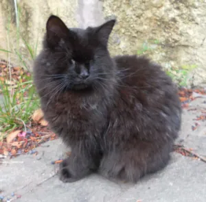 Gato raça Indefenida idade 6 ou mais anos nome Zilla GRATIFICA