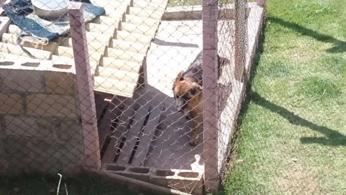 Cachorro raça Pastor Alemão  idade 7 a 11 meses nome Aida