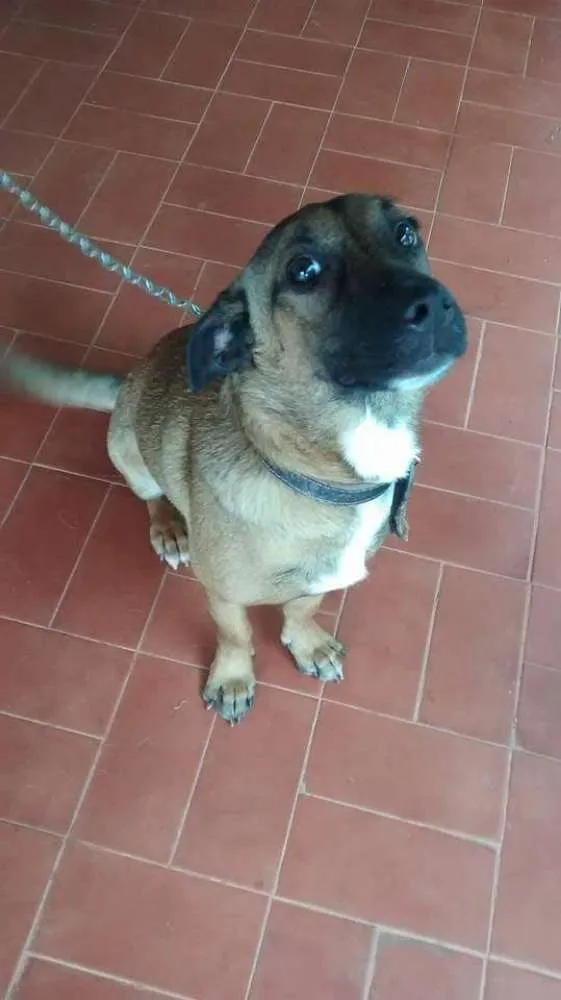 Cachorro ra a SRD idade 1 ano nome NONI