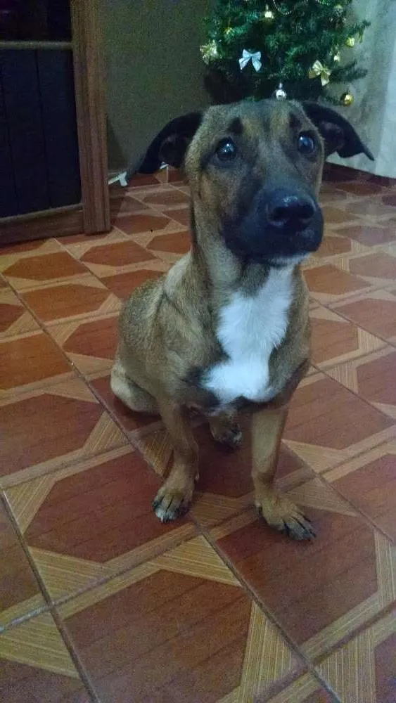 Cachorro ra a SRD idade 1 ano nome NONI