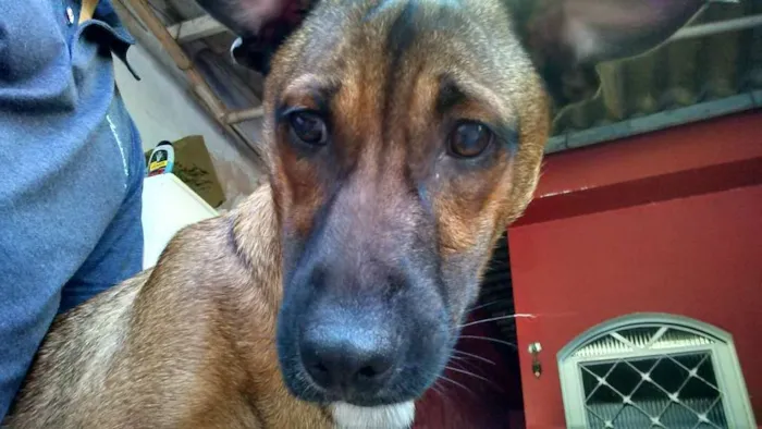 Cachorro ra a SRD idade 1 ano nome NONI
