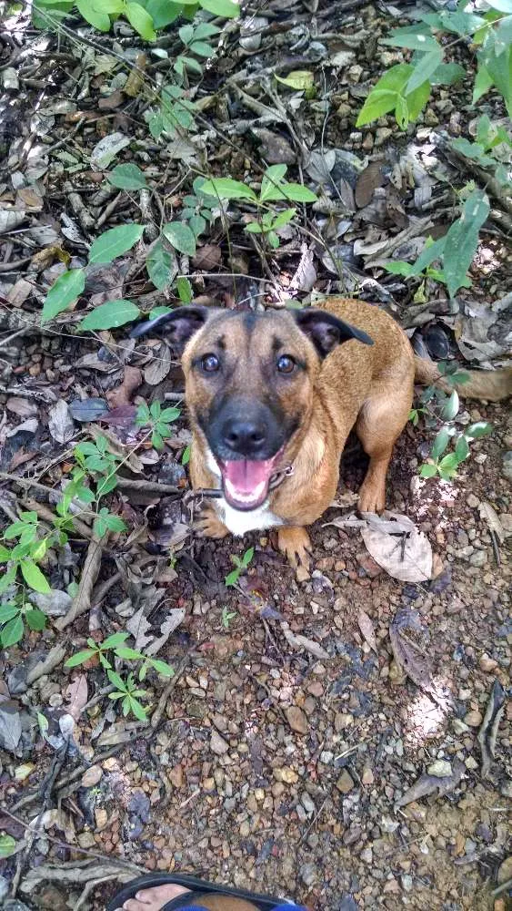 Cachorro ra a SRD idade 1 ano nome NONI