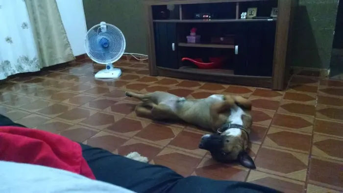 Cachorro ra a SRD idade 1 ano nome NONI