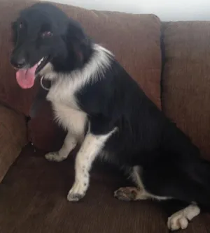 Cachorro raça Border Collie idade 1 ano nome Sem nome
