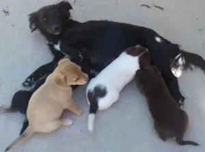 Cachorro raça vira lata idade Abaixo de 2 meses nome não tem ainda