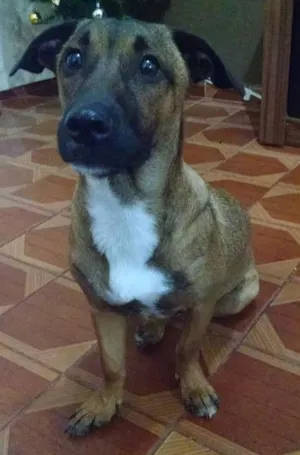 Cachorro raça SRD idade 1 ano nome NONI