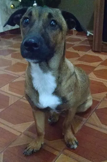 Cachorro ra a SRD idade 1 ano nome NONI