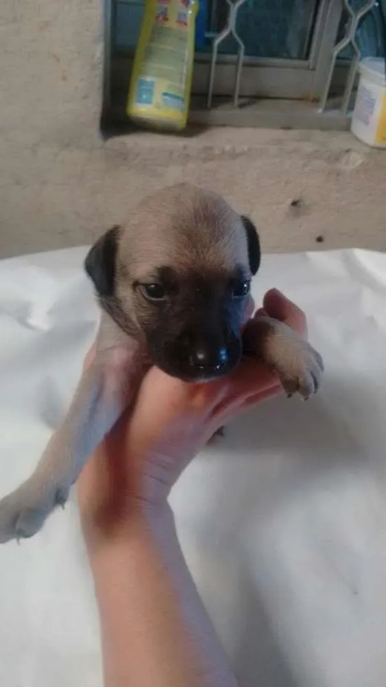 Cachorro ra a sem raça idade 2 a 6 meses nome não tem nome