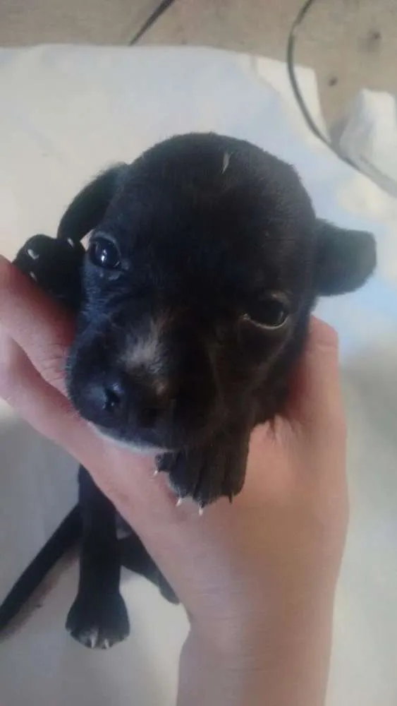 Cachorro ra a sem raça idade 2 a 6 meses nome não tem nome