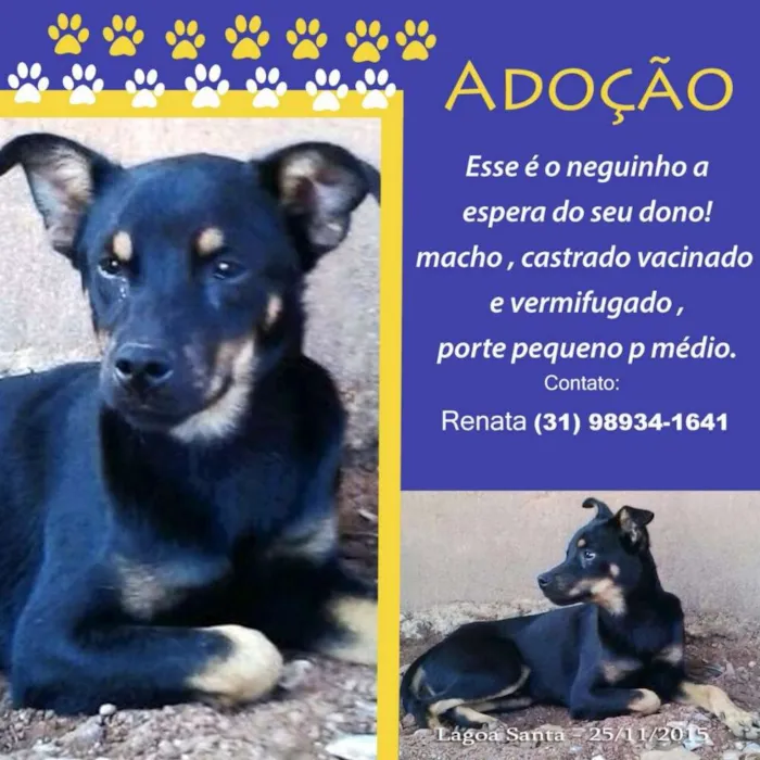 Cachorro raça SRD idade 3 anos nome Neguinho