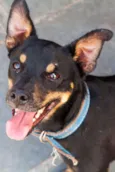 Neguinho