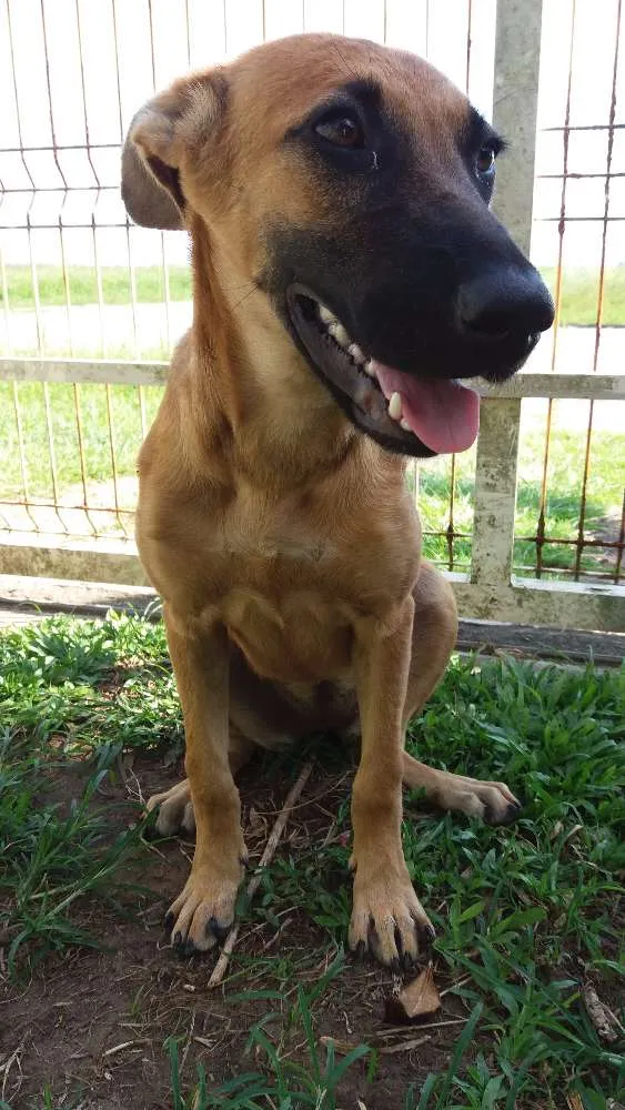 Cachorro ra a  idade 2 a 6 meses nome Não possui nome