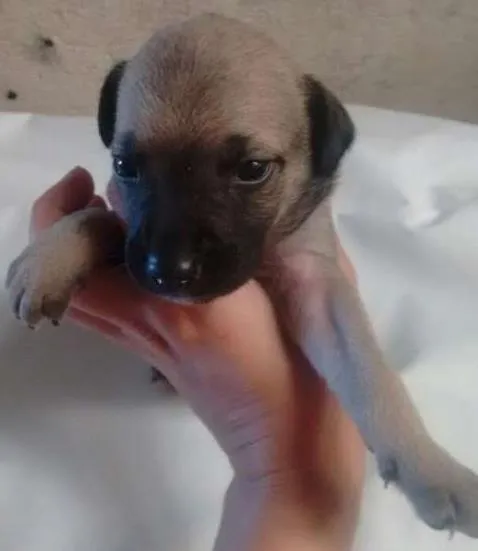 Cachorro ra a sem raça idade 2 a 6 meses nome não tem nome
