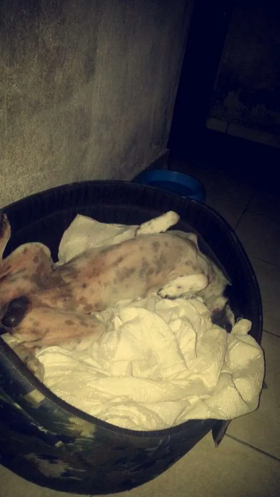 Cachorro ra a Vira lata  idade 2 anos nome Snoopy
