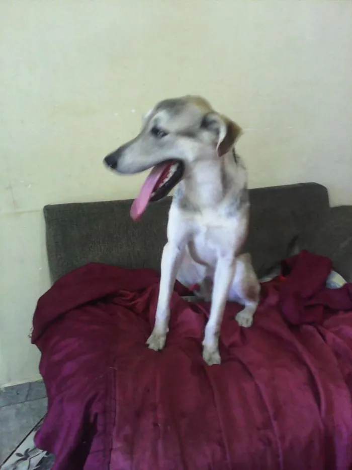 Cachorro ra a Husky Siberiano não puro idade 7 a 11 meses nome Marley