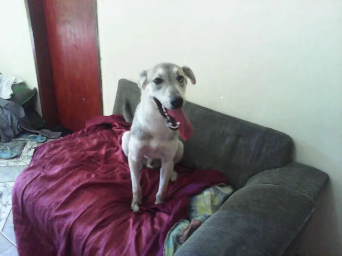 Cachorro ra a Husky Siberiano não puro idade 7 a 11 meses nome Marley