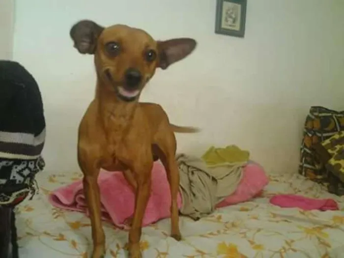 Cachorro ra a Pinscher idade  nome Lorenzo