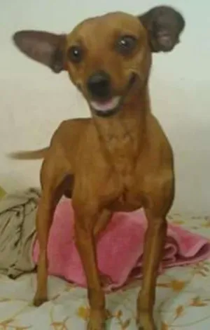 Cachorro raça Pinscher idade  nome Lorenzo