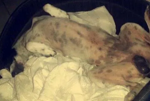 Cachorro ra a Vira lata  idade 2 anos nome Snoopy