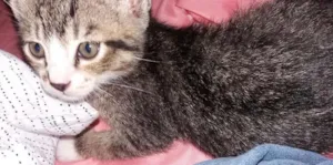 Gato raça  idade 2 a 6 meses nome Gato