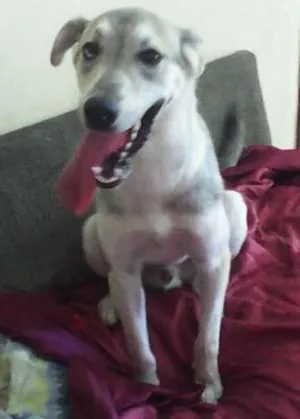 Cachorro raça Husky Siberiano não puro idade 7 a 11 meses nome Marley