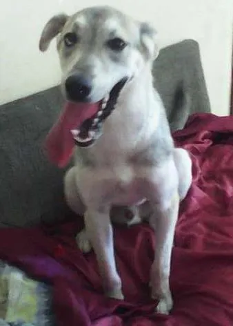 Cachorro ra a Husky Siberiano não puro idade 7 a 11 meses nome Marley