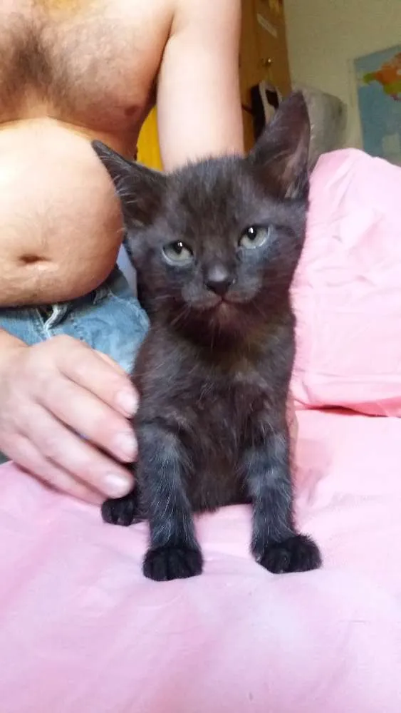 Gato ra a  idade 2 a 6 meses nome Gato