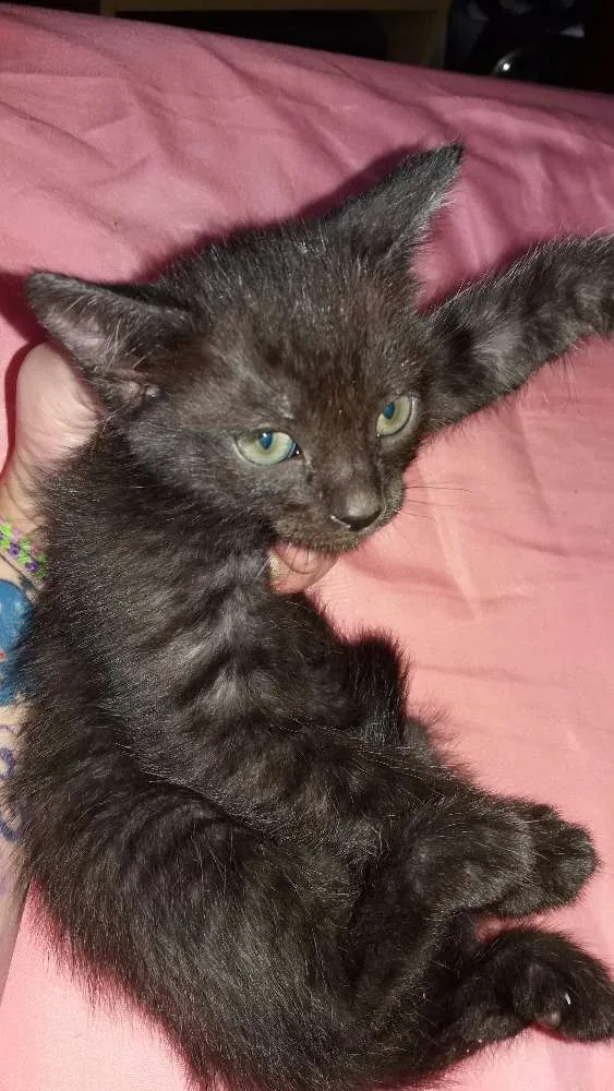 Gato ra a  idade 2 a 6 meses nome Gato