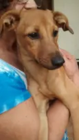 lailinha ursa e russa