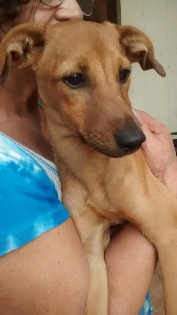 Cachorro ra a vira lata idade 2 a 6 meses nome lailinha ursa e russa