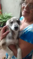 lailinha ursa e russa