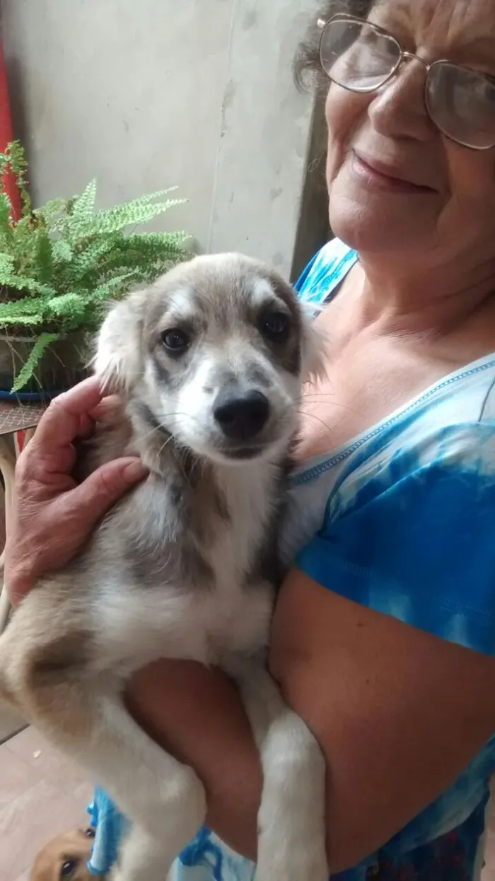 Cachorro ra a vira lata idade 2 a 6 meses nome lailinha ursa e russa