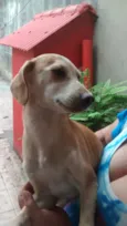 lailinha ursa e russa