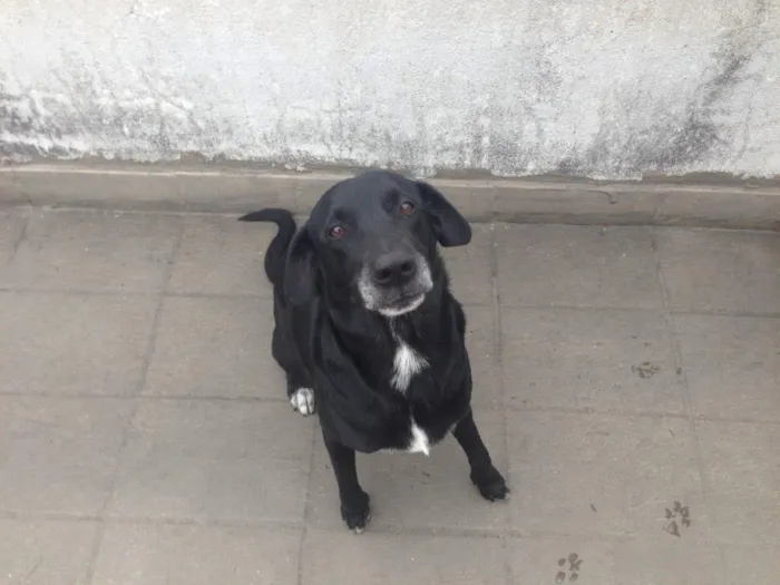 Cachorro ra a Srd idade 6 ou mais anos nome Blu