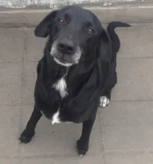 Cachorro raça Srd idade 6 ou mais anos nome Blu