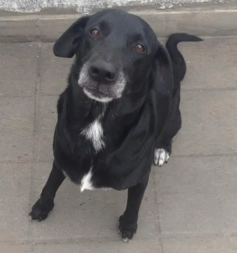 Cachorro ra a Srd idade 6 ou mais anos nome Blu