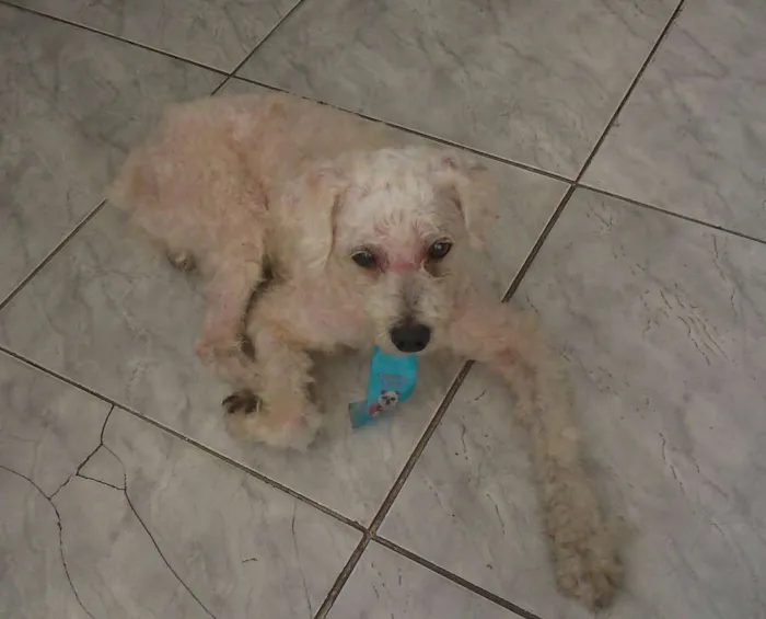 Cachorro ra a poodle idade 4 anos nome Mago