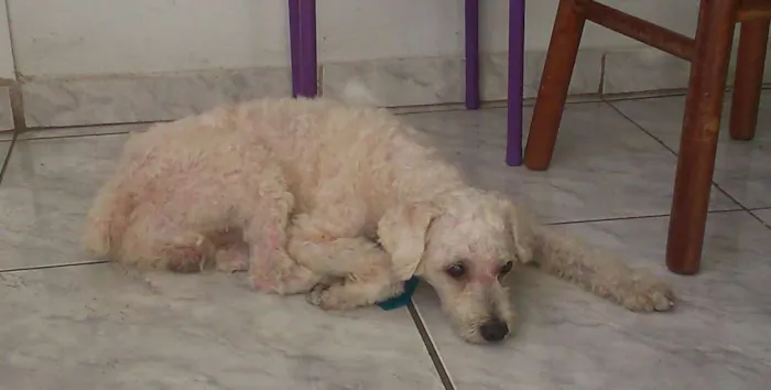Cachorro ra a poodle idade 4 anos nome Mago