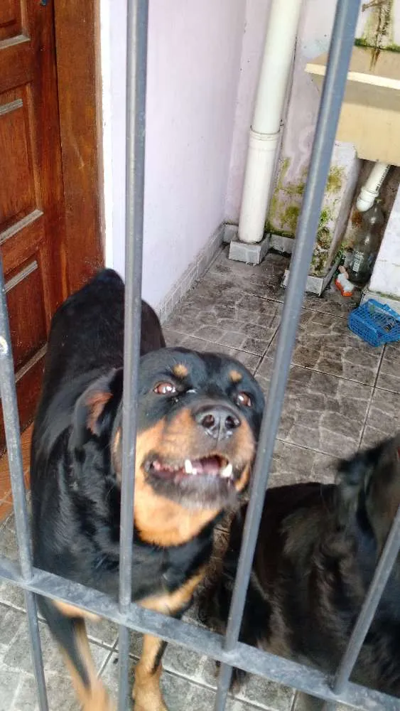Cachorro ra a hotwailler idade 6 ou mais anos nome Lara