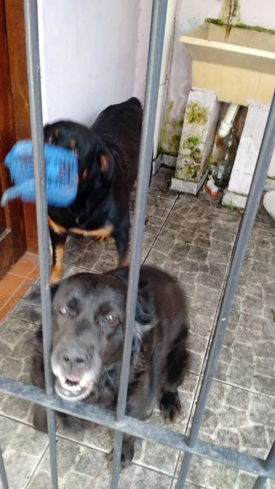 Cachorro ra a Vira-lata idade 6 ou mais anos nome Luna