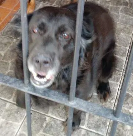 Cachorro ra a Vira-lata idade 6 ou mais anos nome Luna