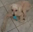 Mago